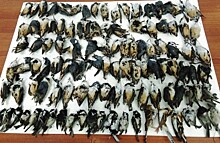 В одном из городов Приморья осенью 2019 года от столкновения с окнами погибли птицы 12 видов — учёные