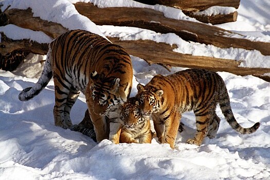 Американцы восхитились видео с амурской тигрицей из России