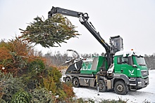 Спрос на переработку новогодних елок в России вырос на 37%