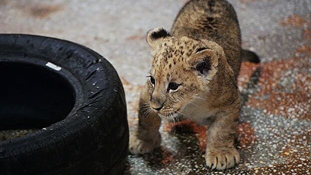 У фотографов в Анапе изъяли краснокнижного африканского львенка
