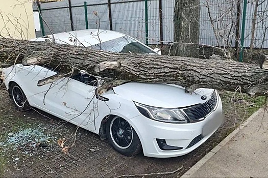Упавшее от ветра дерево повредило четыре иномарки в Краснодаре
