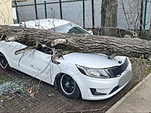 Упавшее от ветра дерево повредило четыре иномарки в Краснодаре