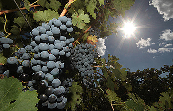 Перспективы развития виноделия в Севастополе