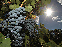 Перспективы развития виноделия в Севастополе
