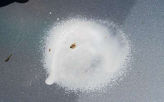 Надо побыстрее отчистить кузов от смолы и почек? Есть такие средства!