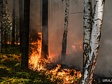 Власти ХМАО сообщили о ситуации с лесными пожарами в регионе