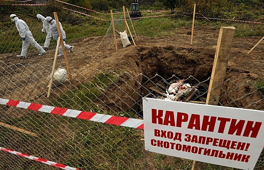 В Волгоградской области зарегистрирована новая вспышка АЧС