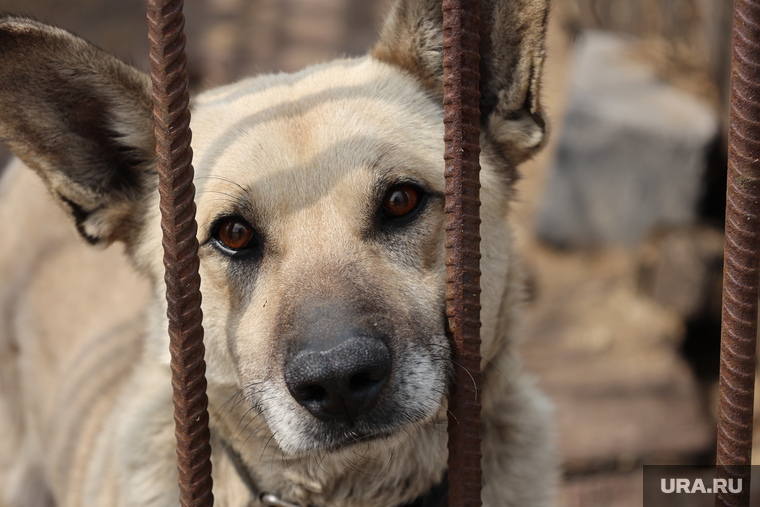 Бродячих собак из Тазовского района ЯНАО размещают в Сургуте