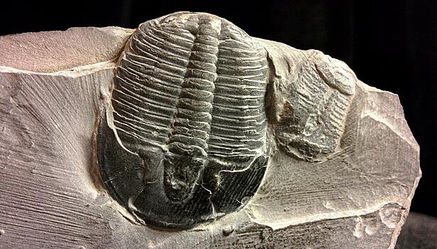 Учёные выяснили, в какой позе спаривались трилобиты, жившие 508 млн лет назад
