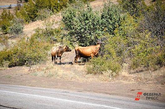 В Нижневартовске коровы оккупировали газон возле многоэтажки