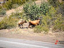 В Нижневартовске коровы оккупировали газон возле многоэтажки