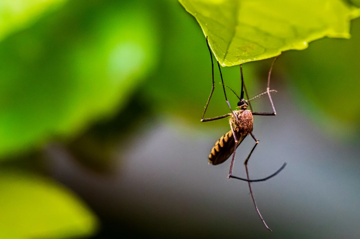 Какие запахи привлекают комаров: отвечают ученые