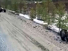 Под Сургутом на видео попало, как медведи пытались забраться на автомобиль
