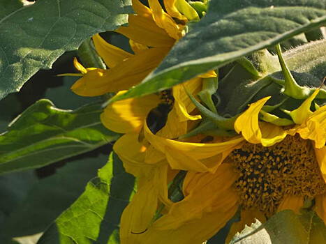 Тамбовское предприятие в числе победителей национальной премии «Агролидер - 2025»