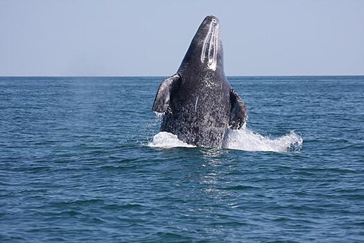 Сахалинские дети смогут дать имена китам, обитающим на шельфе острова