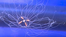 В бухтах Приморья купающиеся массово жалуются на стрекот медуз