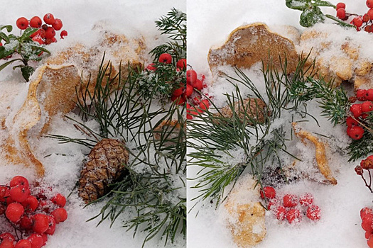 Свердловчане торопятся собрать грибы под снегом