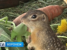 Воронежские биологи передали редких крапчатых сусликов Липецкому зоопарку