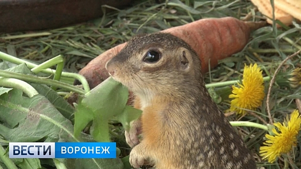 Воронежские биологи передали редких крапчатых сусликов Липецкому зоопарку
