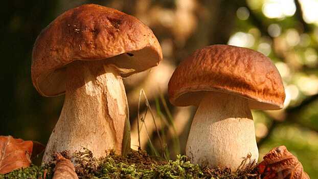 Ученые назвали грибы снижающим риск развития рака продуктом