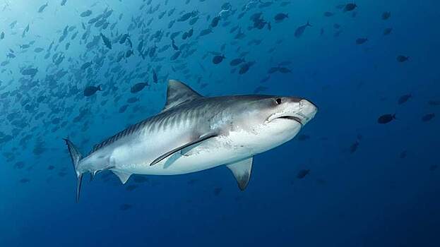 Огромную акулу обнаружили у побережья Курильских островов