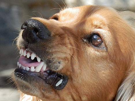 Следователи отреагировали на сообщения прессы об агрессивных собаках