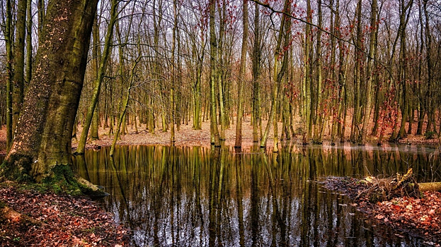 Жителям и гостям Петербурга стала доступна прогулка по местному болоту