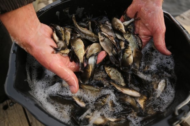 В водоемы Волгоградской области выпустили более 190 тысяч мальков рыбы