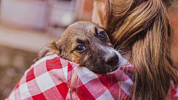 В Москве пройдёт фестиваль-пристройство бездомных животных