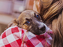 В Москве пройдёт фестиваль-пристройство бездомных животных