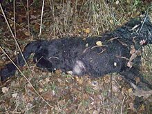 Жестокое убийство собаки в Подмосковье