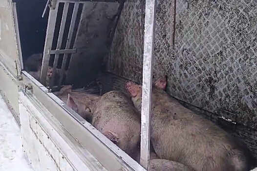 В Смоленской области перевернулась фура со свиньями