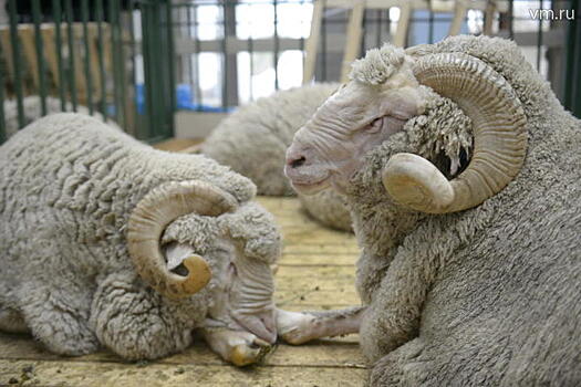 Нападение барана на полицейского сняли на видео