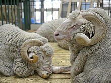 Нападение барана на полицейского сняли на видео