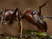 Существа, которые кусают больнее всех в мире