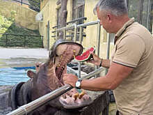 В Бахчисарайском парке накормили бегемота Фриду композициями из арбуза