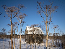 В Долгопрудном, Наро-Фоминске и Шатуре будет работать земельный нейропатруль