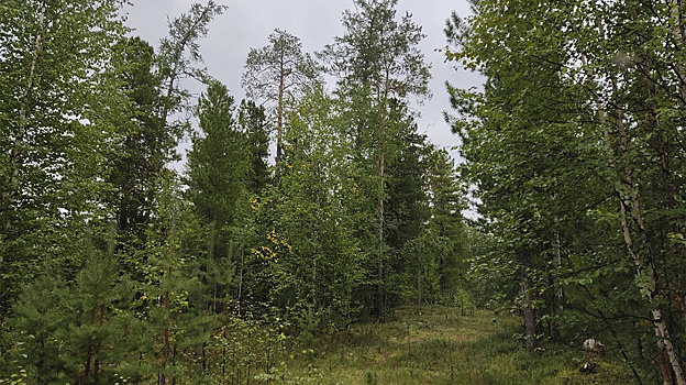 В Тарко-Сале 12 июня осушили 24 дачных участка
