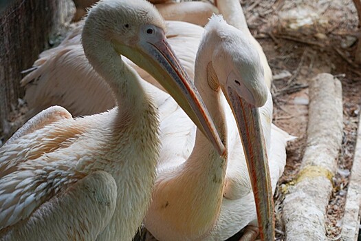 Ученые Московского зоопарка посчитали пеликанов в России за 30 миллисекунд