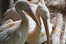 Большие пеликаны в душе словно трепетные лани