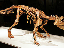 Российский палеонтолог — о страусах-гигантах, динозаврах и пещерных гиенах в Крыму