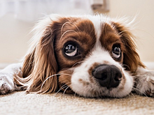 Эксперт рассказал о росте популярности страхования домашних животных в России