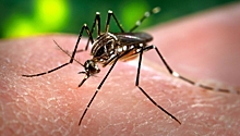 Безболезненный укол: комары вдохновили учёных на создание новых игл