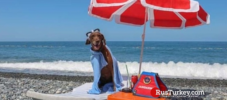 Турецкую служебную собаку с почетом проводили на пенсию
