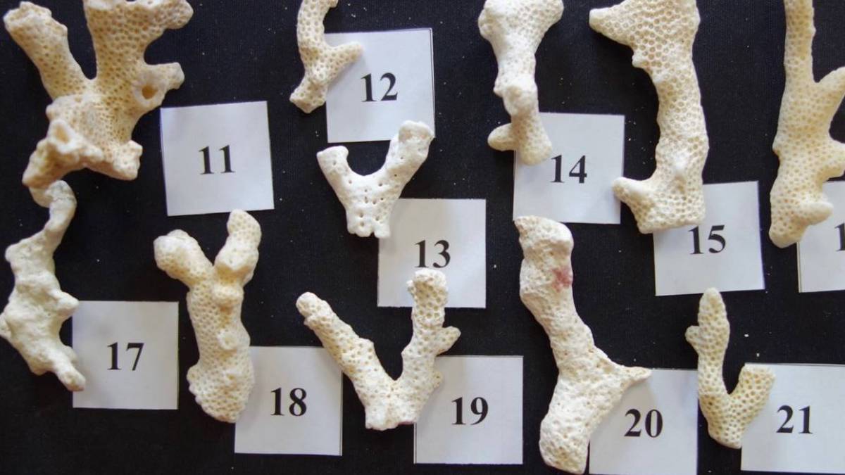 Таможенники задержали россиянку, которая пыталась привезти кораллы из Египта