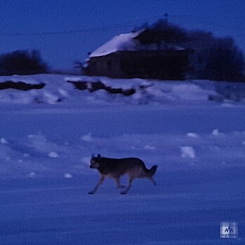 Захватят ли волки города Русского Севера?