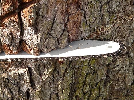 Сотрудники «Жилищника» удалили аварийное дерево на Окской
