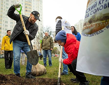 В Курске начали высадку лип в сквере «Молодёжный»