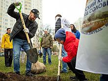 В Курске начали высадку лип в сквере «Молодёжный»