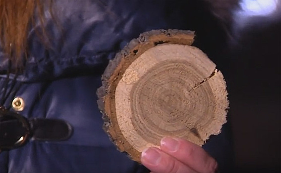 Как древесные кольца помогают узнать историю старинных зданий